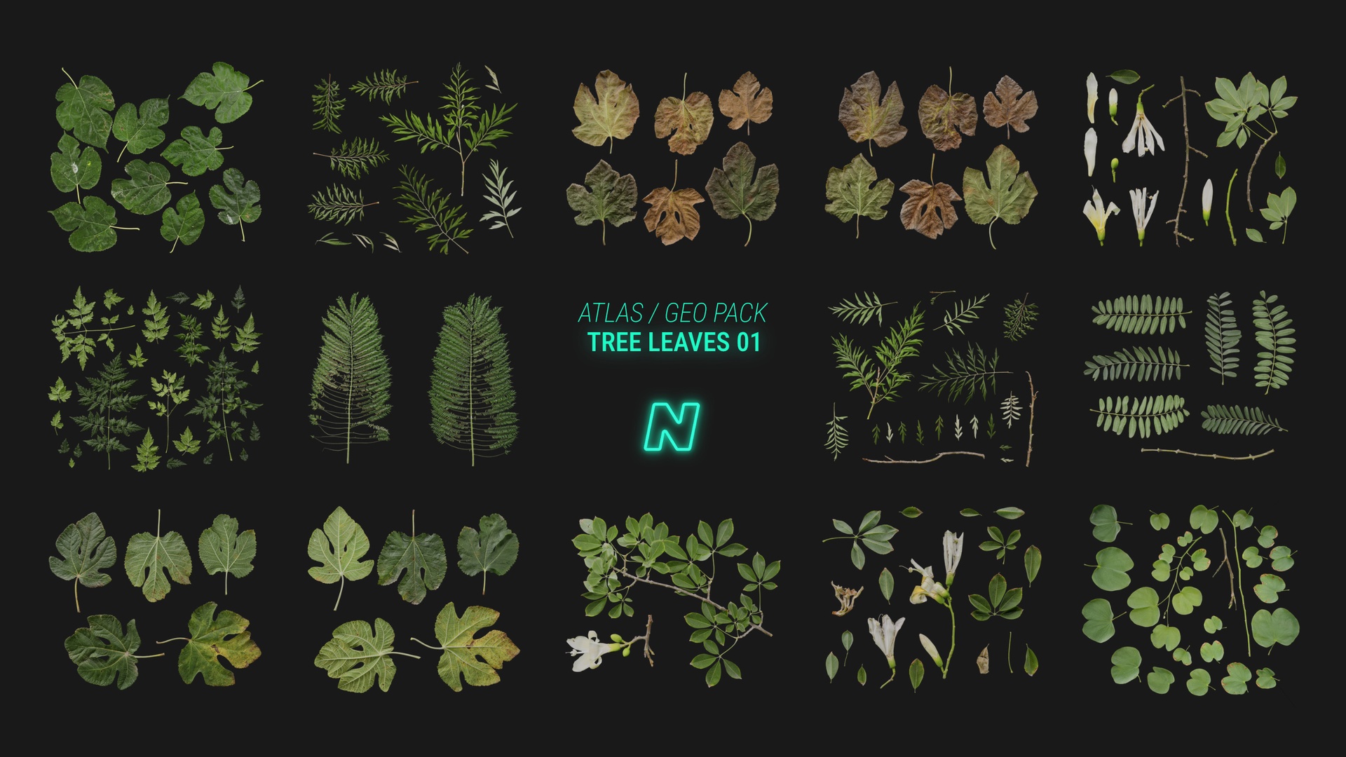 Media 1 for listing Tree Leaves 01