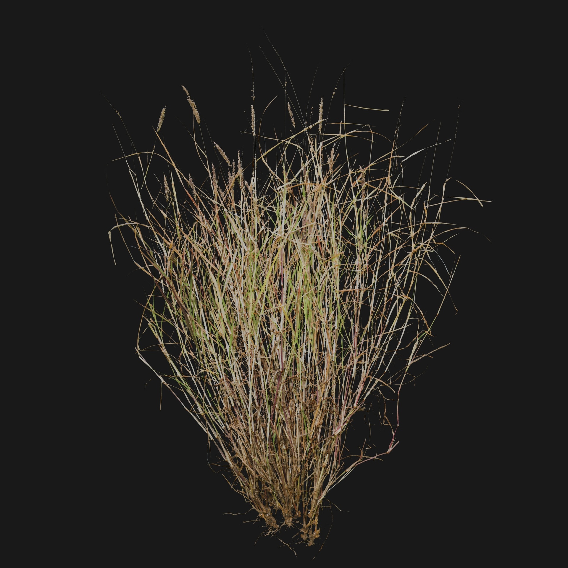 Media 1 for listing Graminea 06
