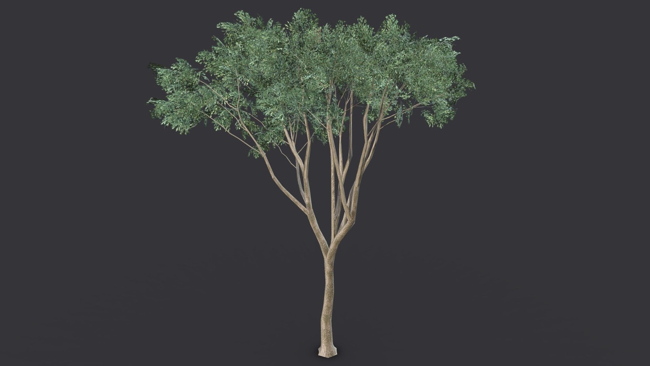Média 1 pour l'article Field Elm Tree