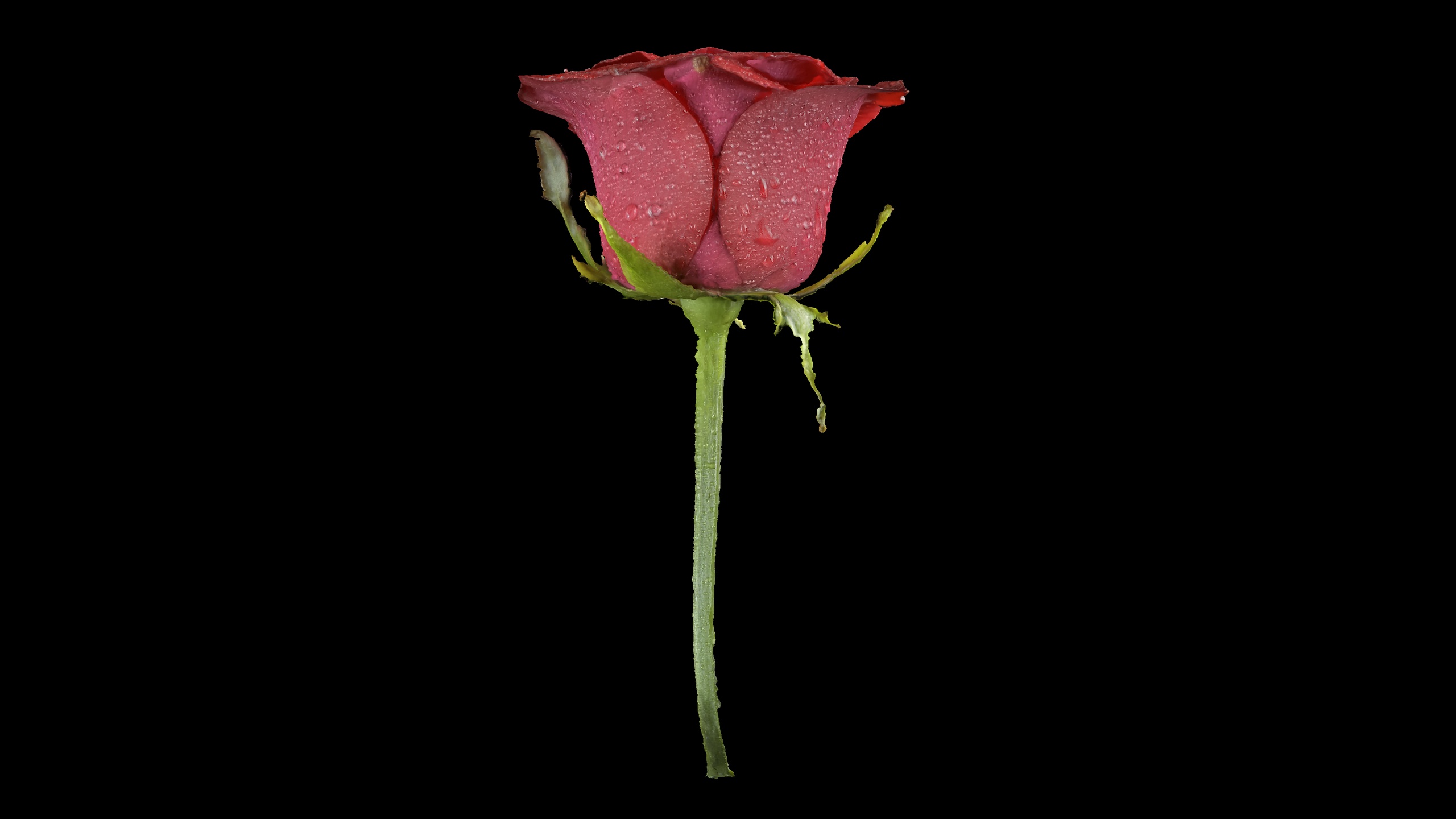 Media 1 for listing Wet Red Rose Photogrammetry