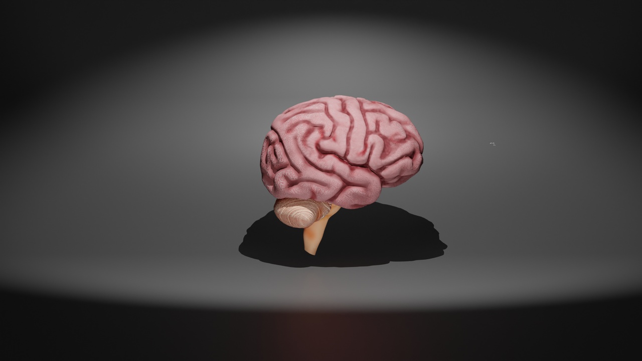 Media 1 for listing Human Brain 3D Model with Animated Anatomy and Detailed Labels