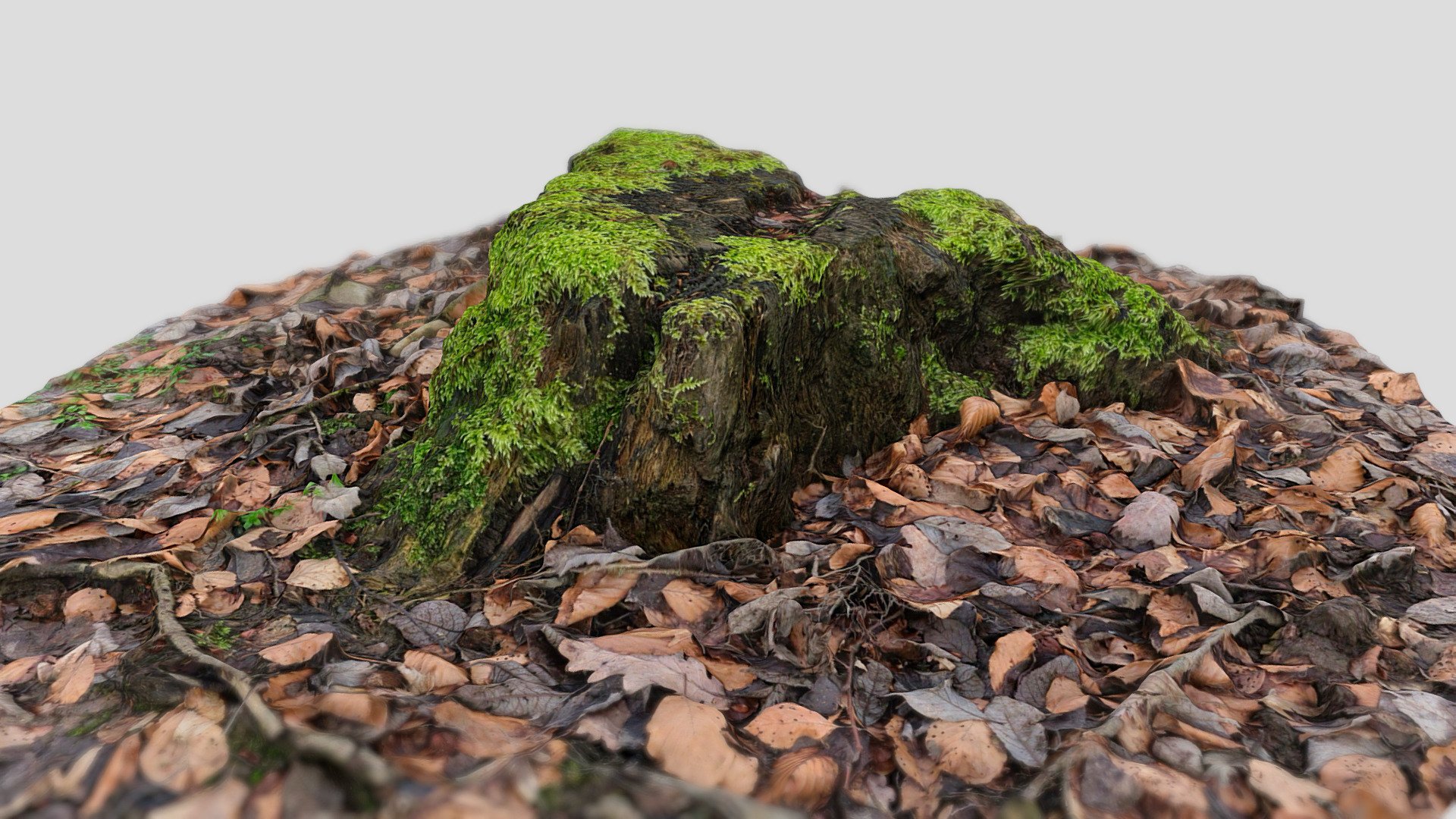 Tree stump scan 8k 031 | Fab