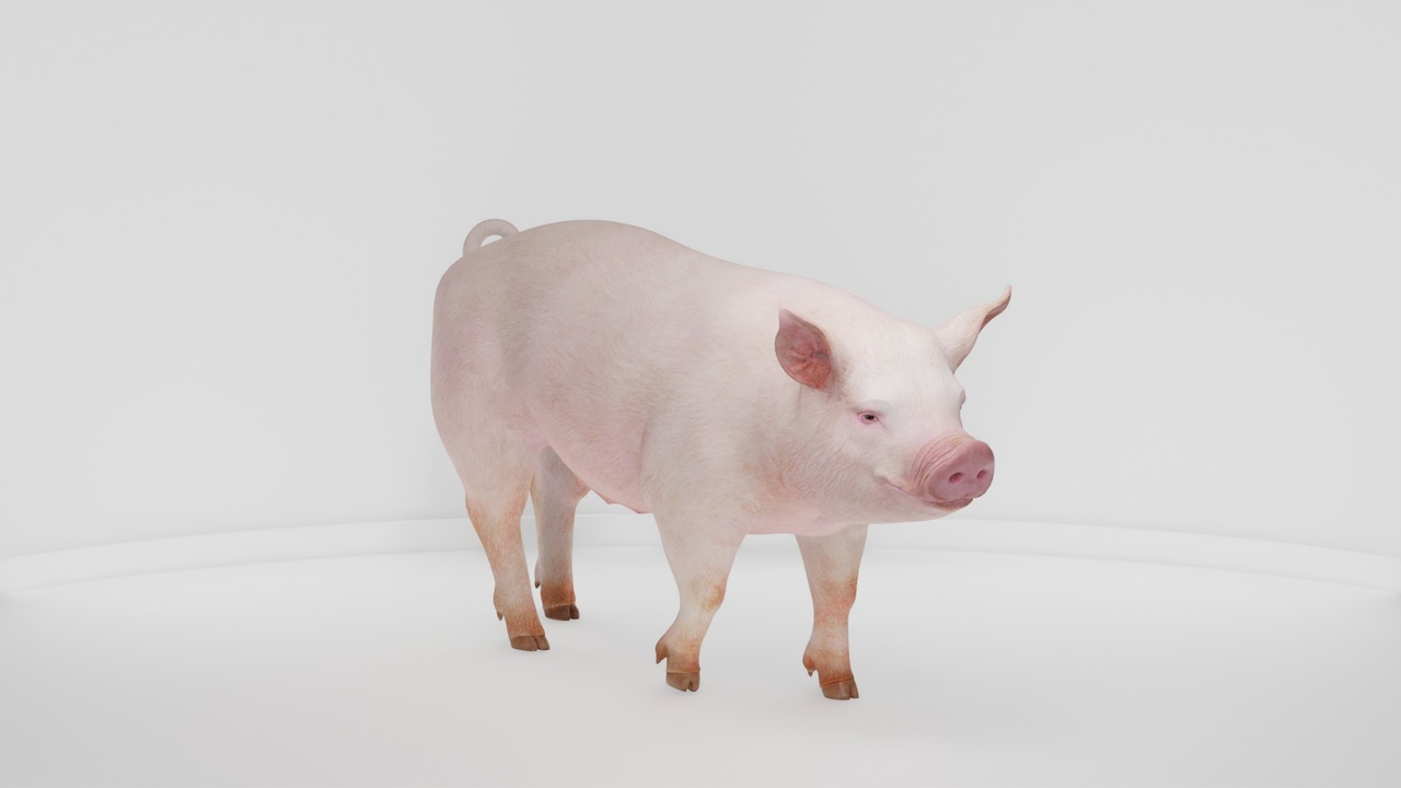Media 1 for listing Realistic Farm Animal Pig