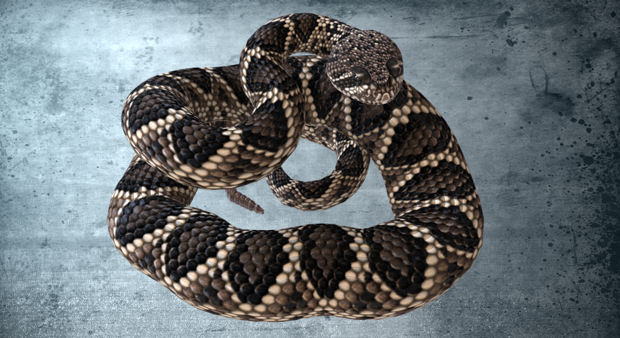 Animated Eastern Diamondback Rattlesnake | Fab