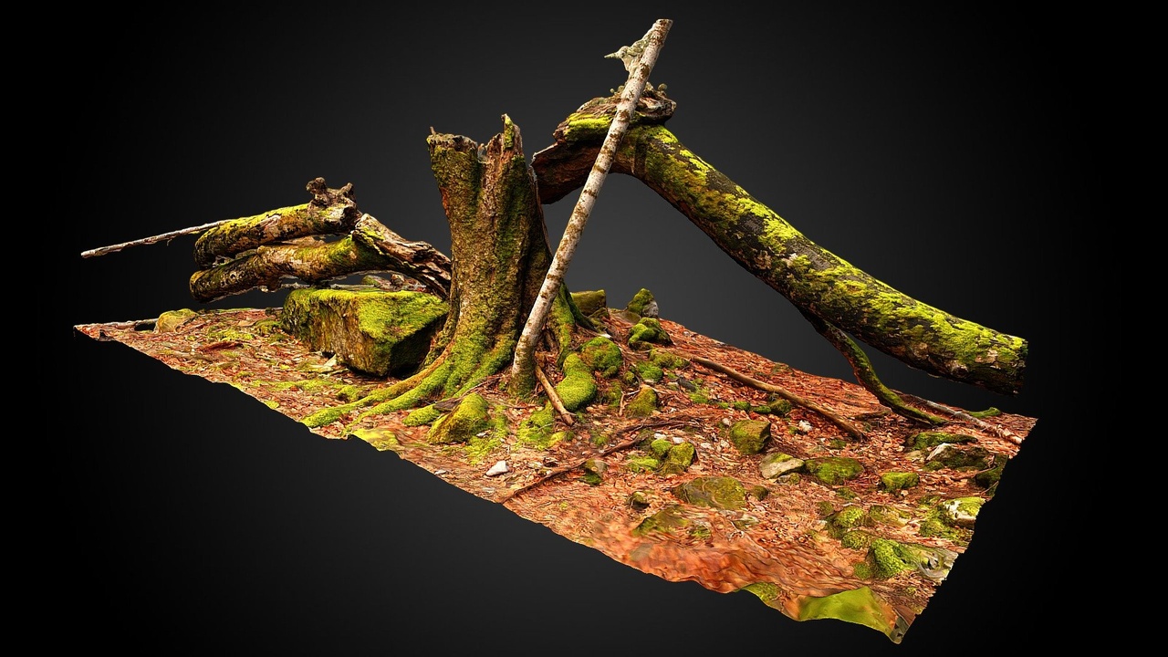 Media 1 for listing Dead beech (Fagus sylvatica)