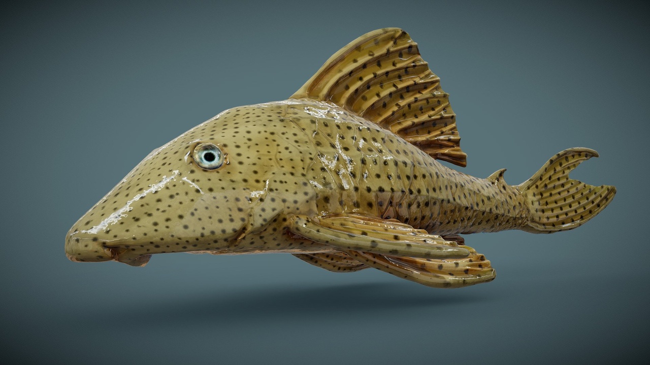 Media 1 for listing Hypostomus / Coroncoro