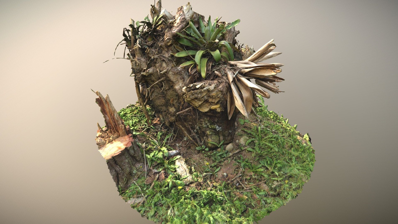 Media 1 for listing Photogrammetry Trunk and Root