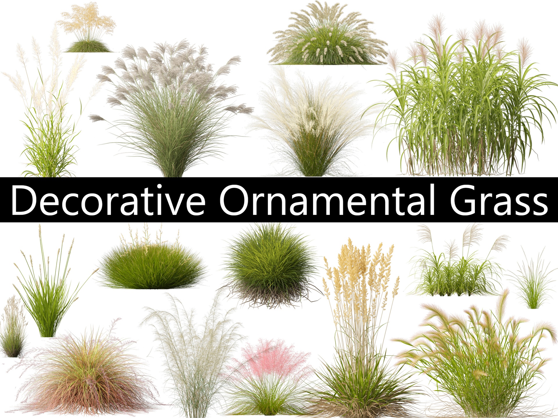 الوسائط 1 للقائمة Decorative Ornamental Grasses Pack 29
