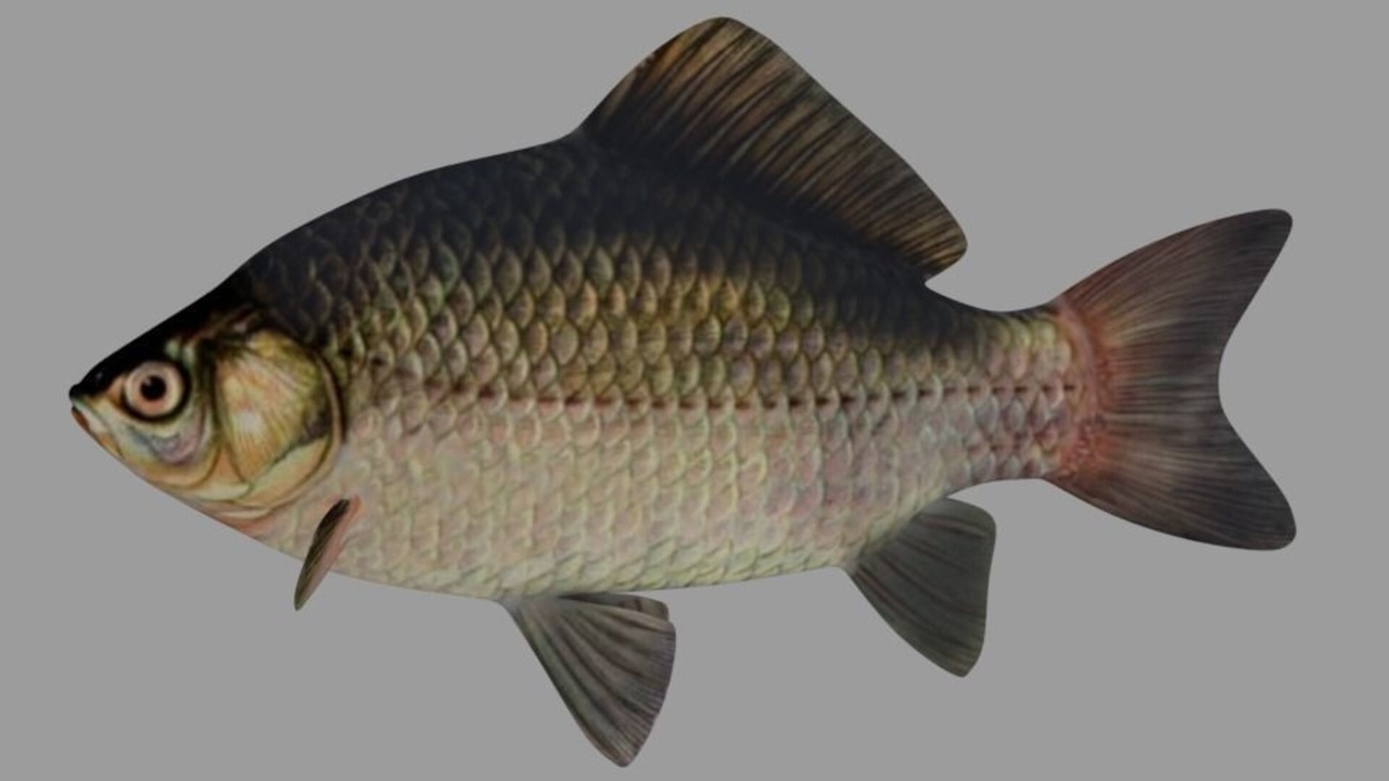 Media 1 for listing Freshwater Crucian Carp - Game-Ready Realistic Fish 3D Model