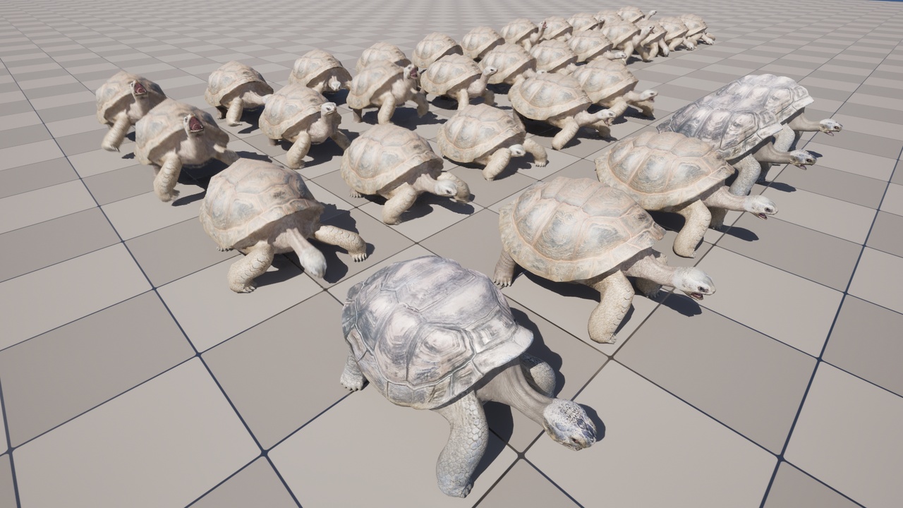 Media 1 for listing Giant tortoise