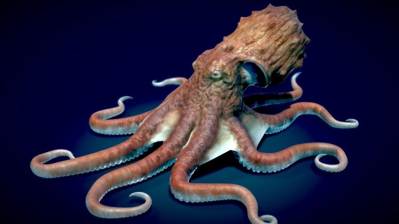 商品 Giant Pacific Octopus 的媒体 1