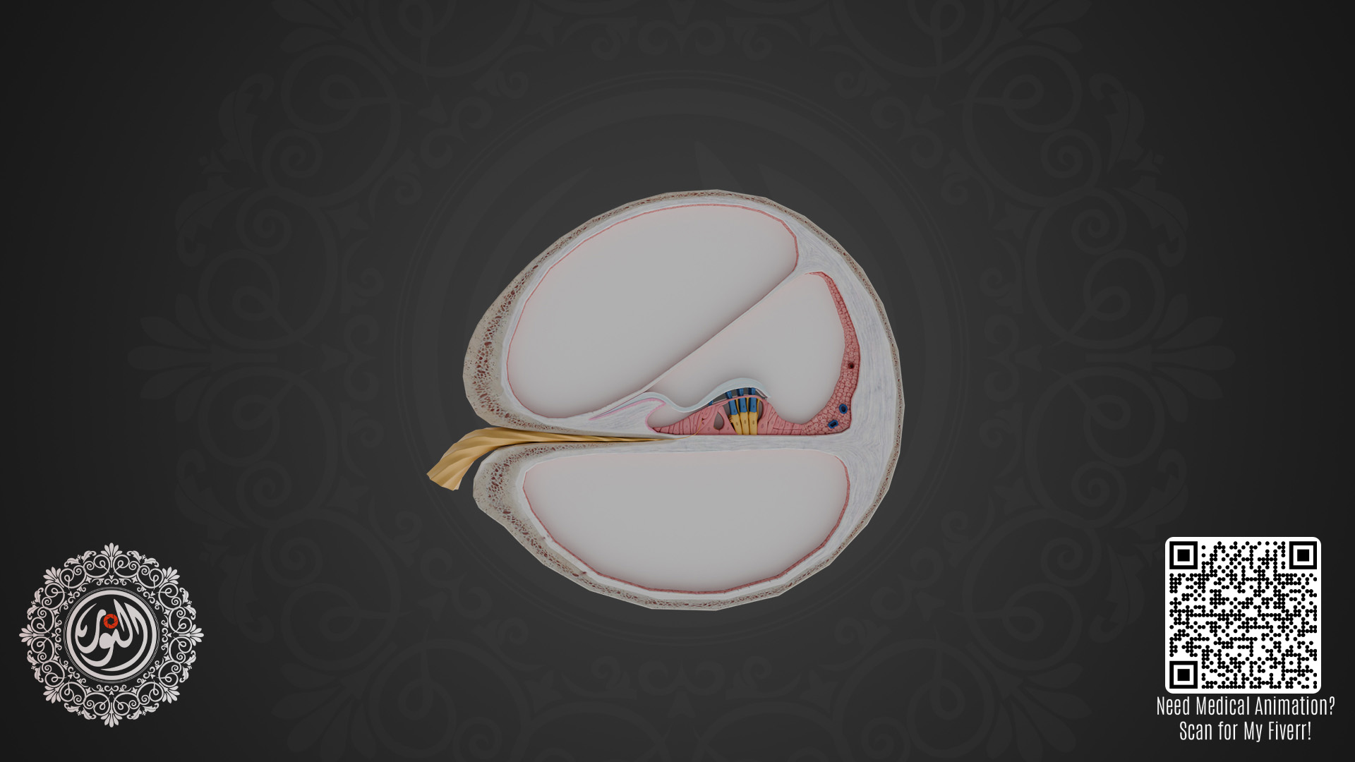 Auditory Apparatus 3D Model | Fab
