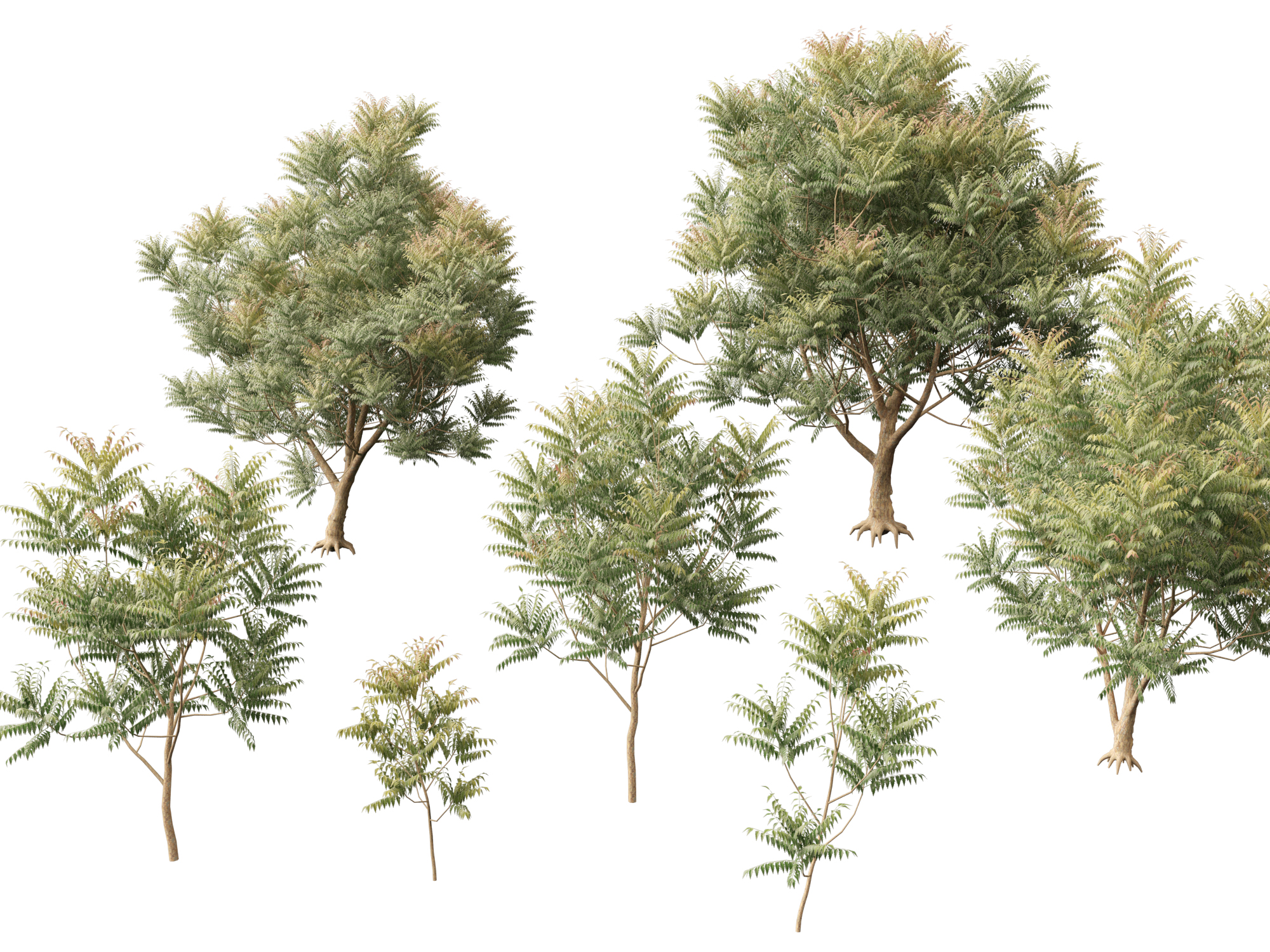 Neha Tree (Highpoly+Low Poly) Azadirachta Indica – Neem Tree | Fab