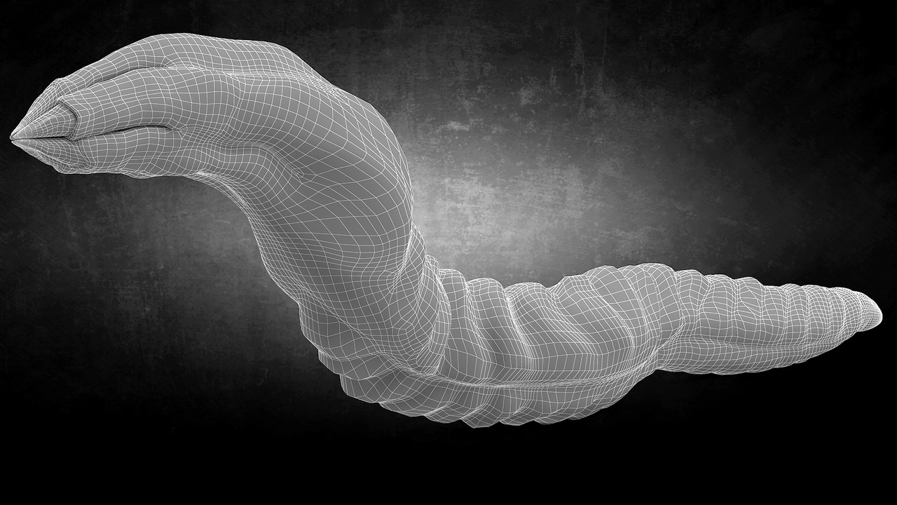 Media 1 for listing Realistic Maggot / Larva Creature - Game Ready