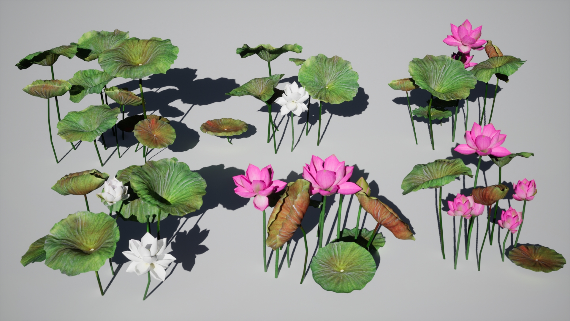 Aquatic plants, lotus flowers, lotus leaves | Fab