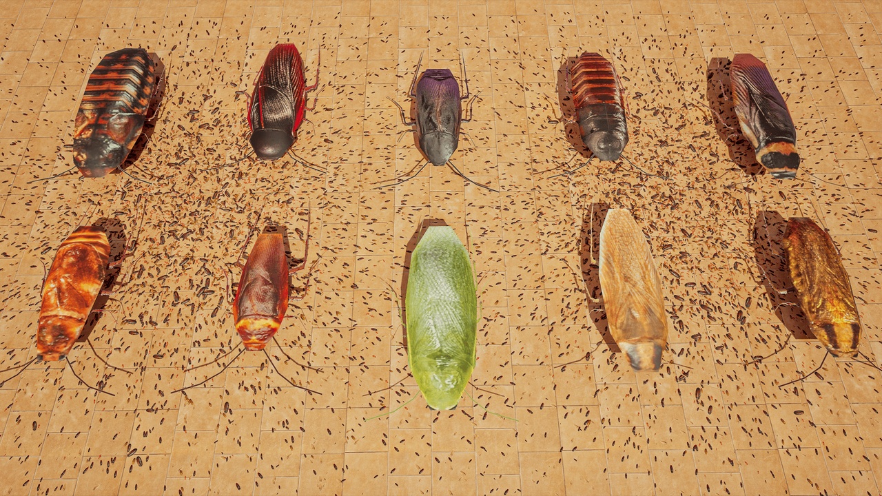 Media 1 for listing Swarm Insect - Cockroaches