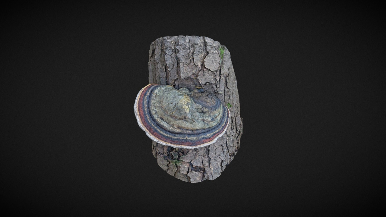 Media 1 for listing Tree Fungus