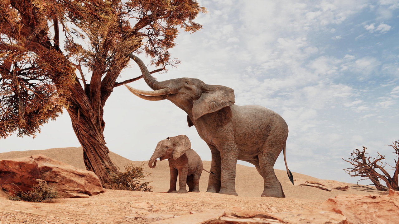 Media 1 for listing African Elephants