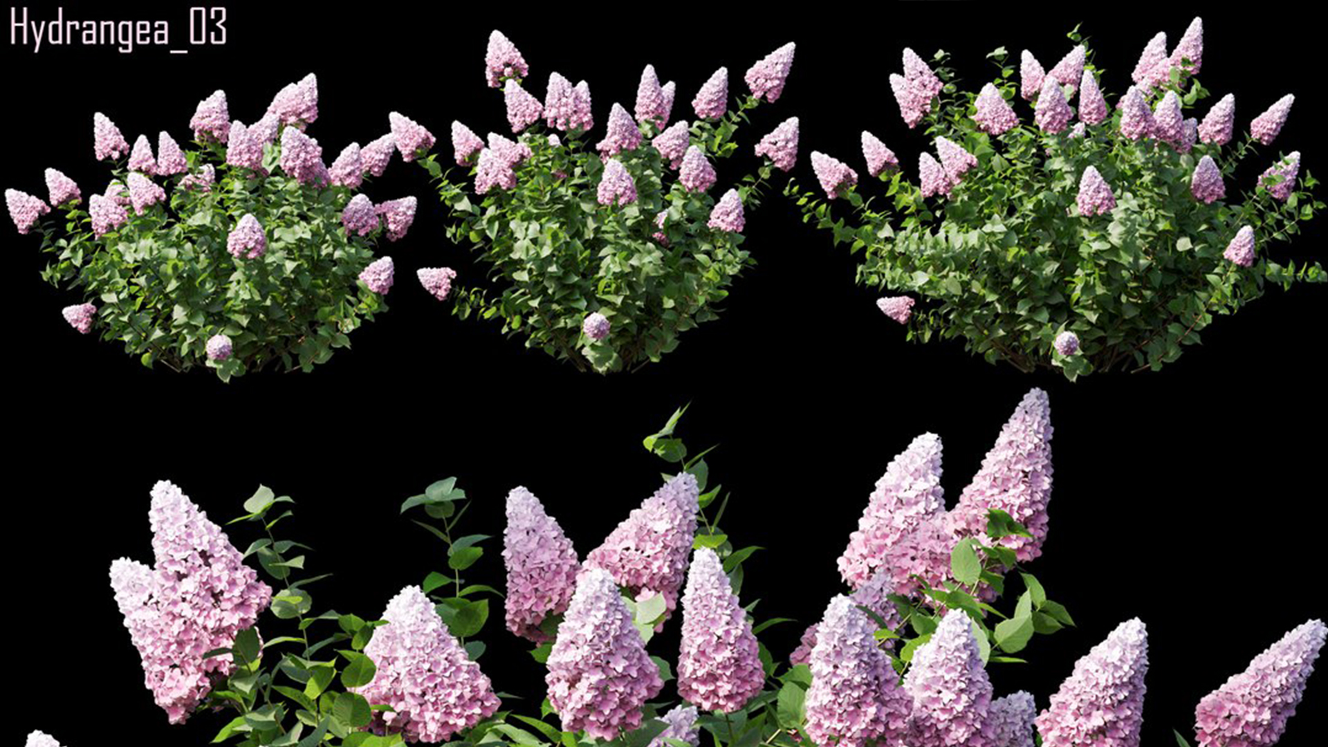 Hydrangea 03 | Fab
