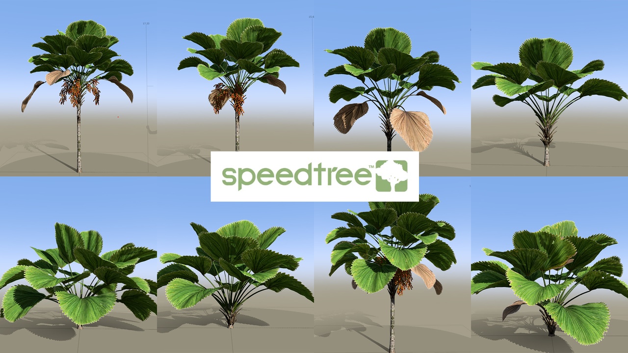Media 1 for listing Licuala grandis - Ruffled Fan Palm(SpeedTree)
