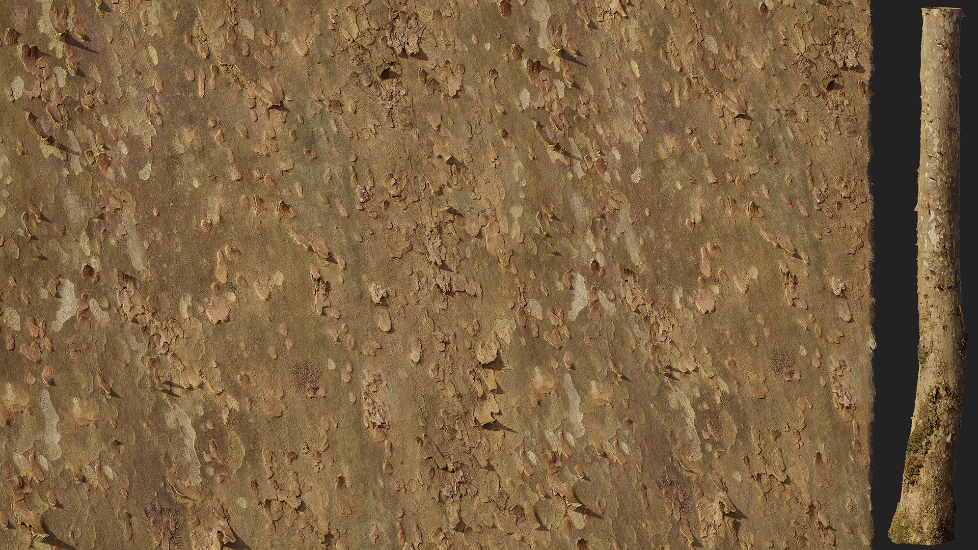 Media 1 for listing American Sycamore Bark 01