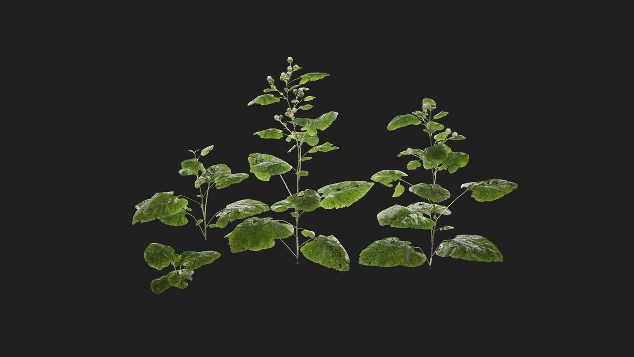 Greater Burdock | Fab
