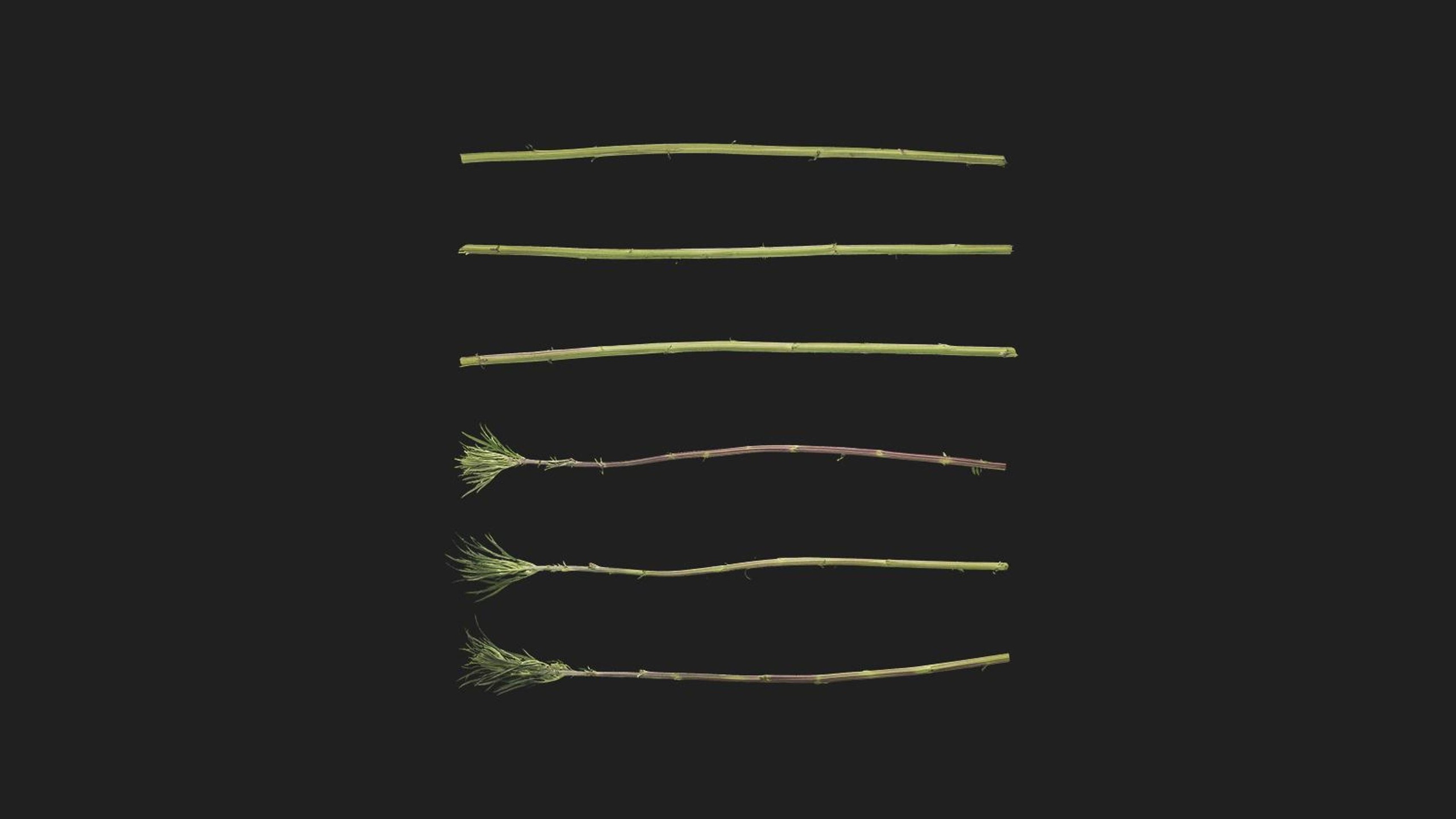 Mugwort 제품 등록을 위한 미디어 1개