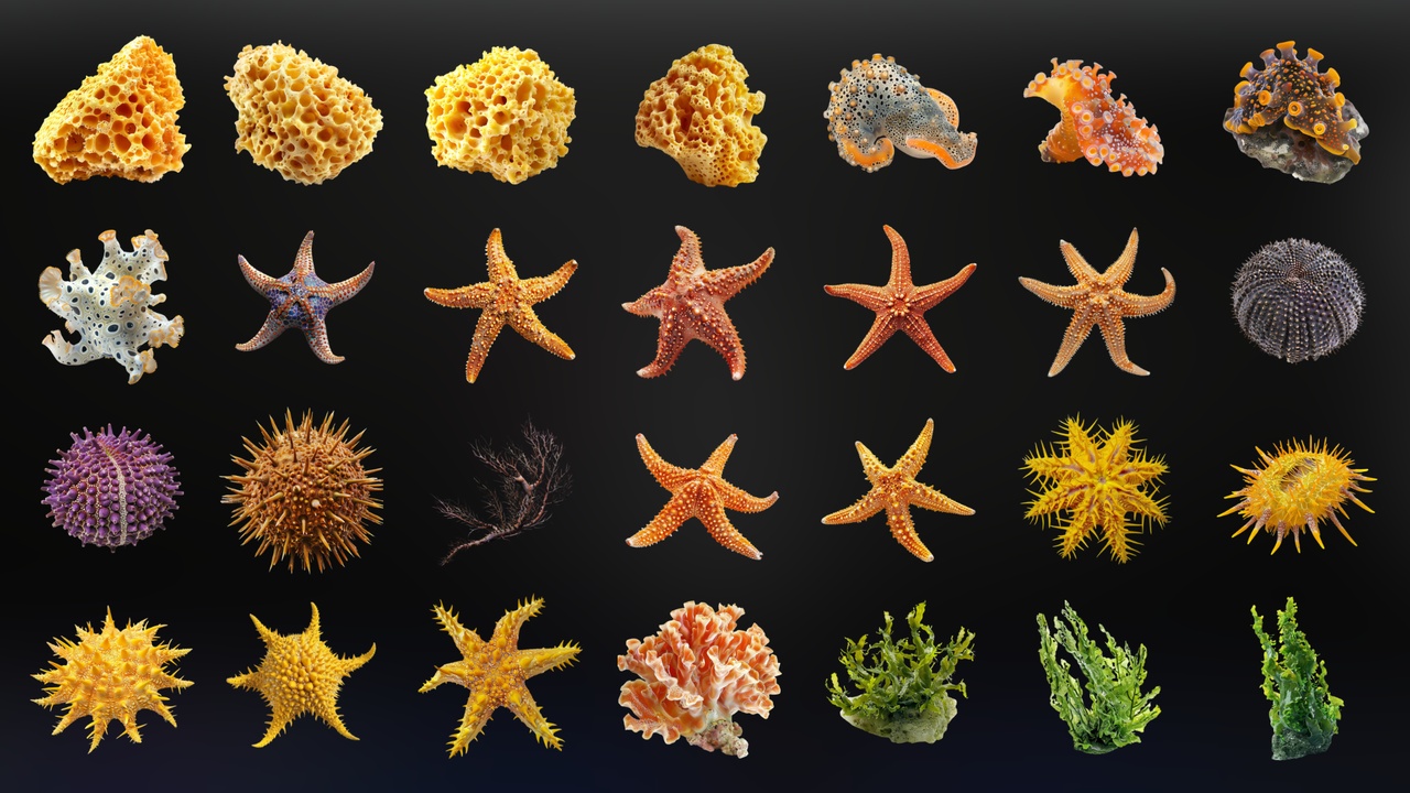 Media 1 for listing Coral reef - Icon Pack