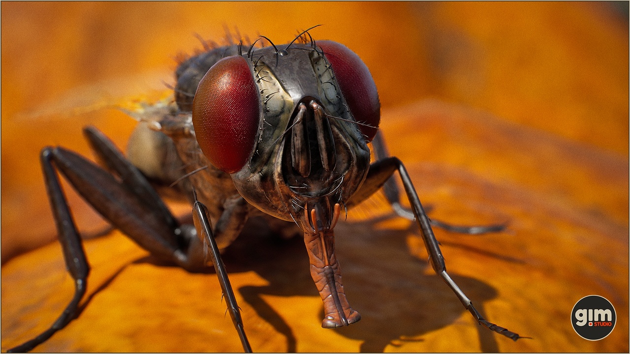 Media 1 for listing Animalia - Housefly