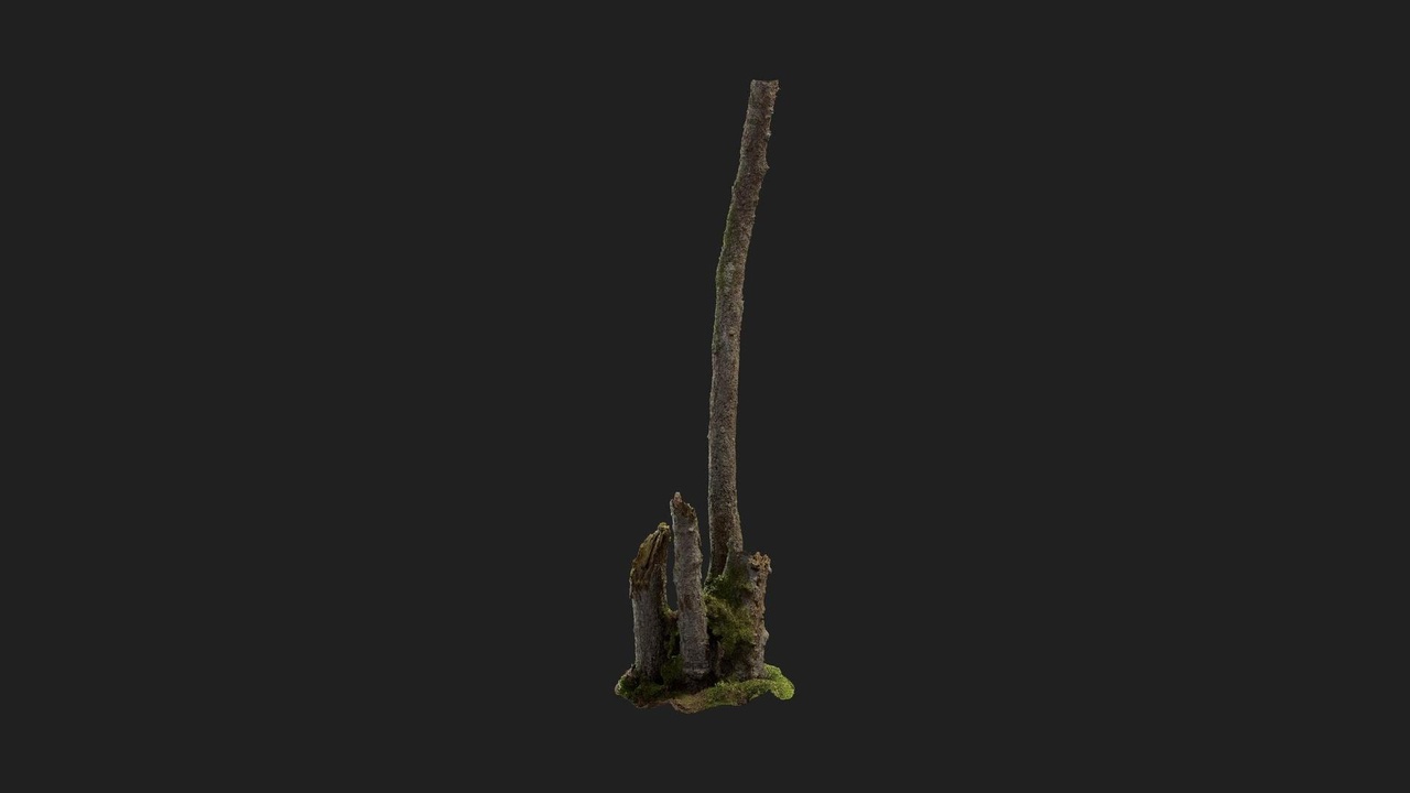 Media 1 for listing Dead Alder Tree Trunk