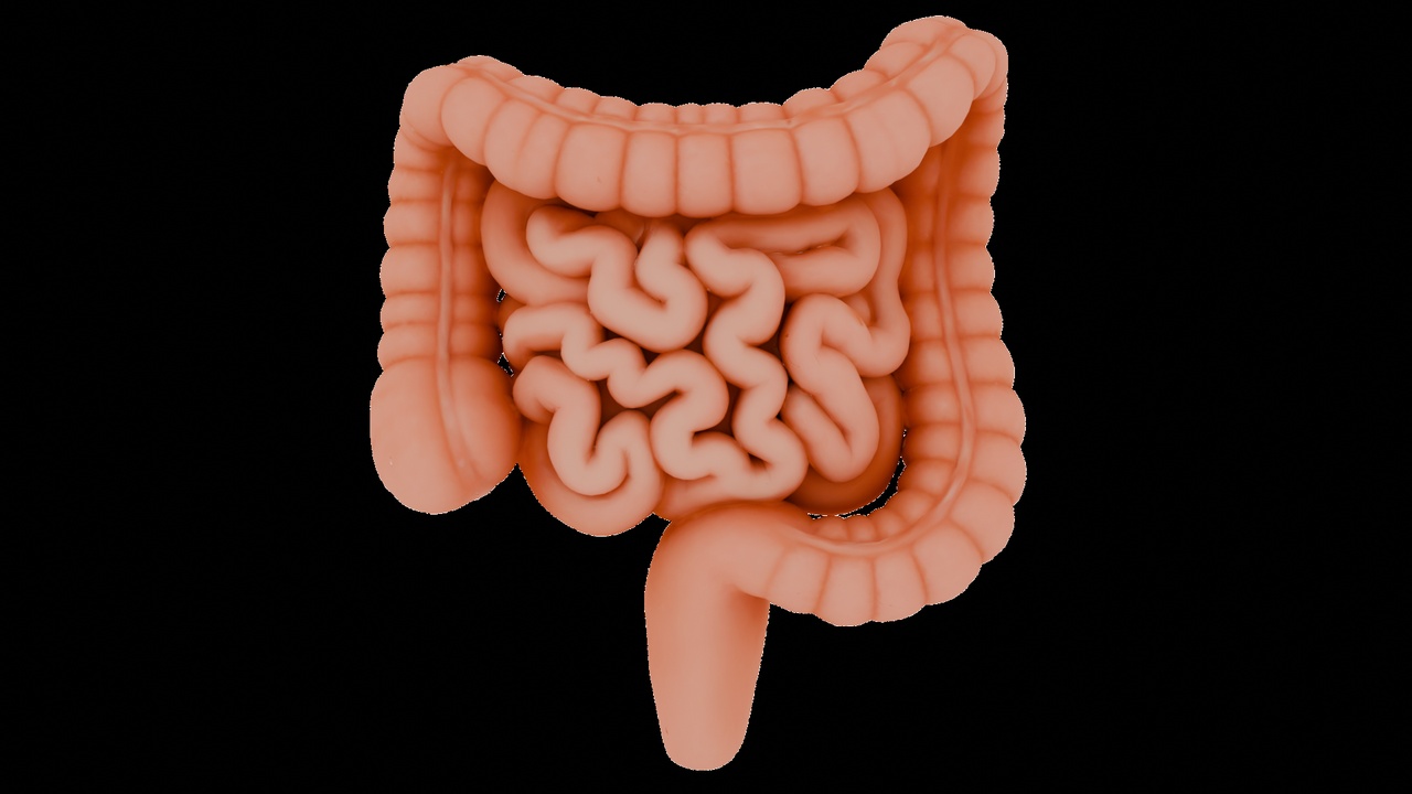 Media 1 for listing Human Intestine 3D Model | Small & Large Intestine Anatomy | LODs (30K/15/7K)