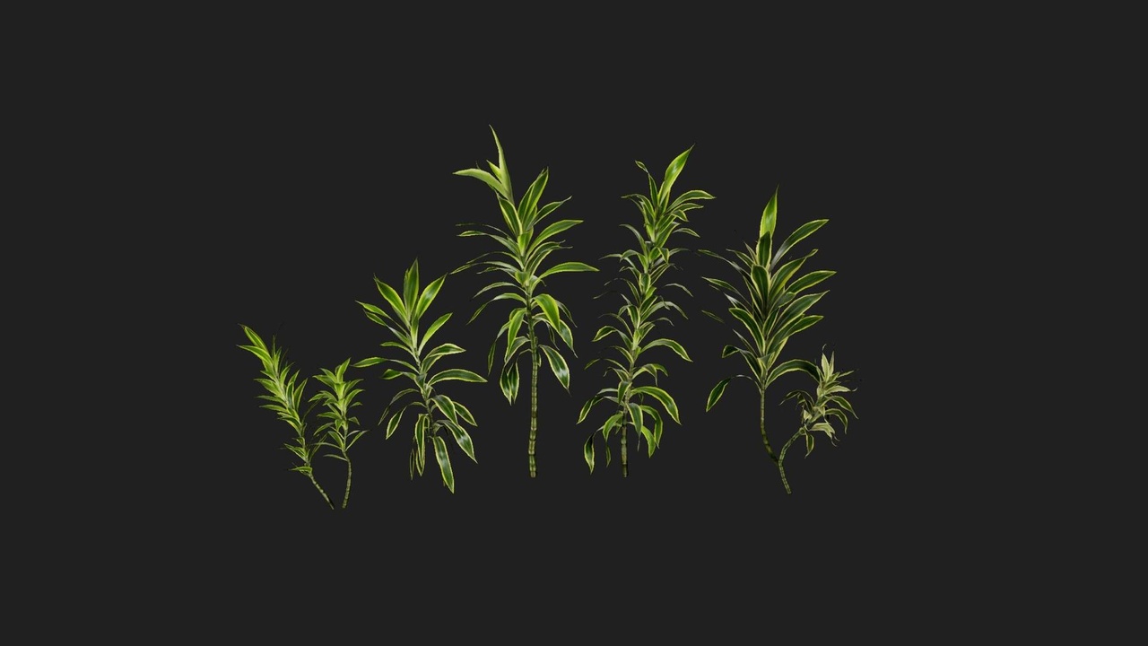 Media 1 for listing Dragon Tree