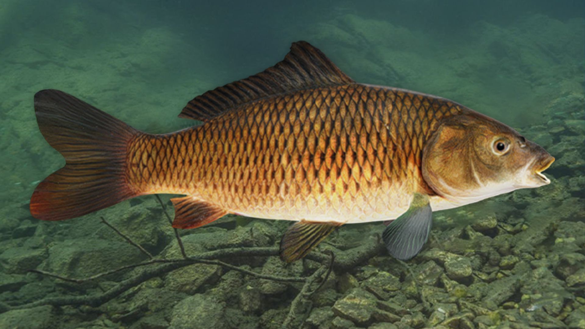 Common Carp _ Cyprinus Carpio Realistic Animated | Fab