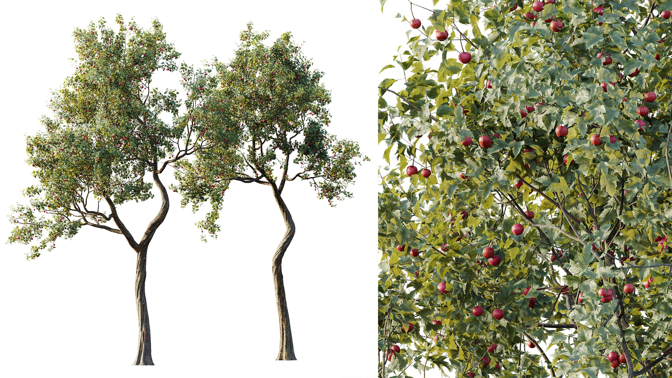 Media 1 for listing AV Plant Crataegus Pinnatifida Hawthorn Fruit Tree 01