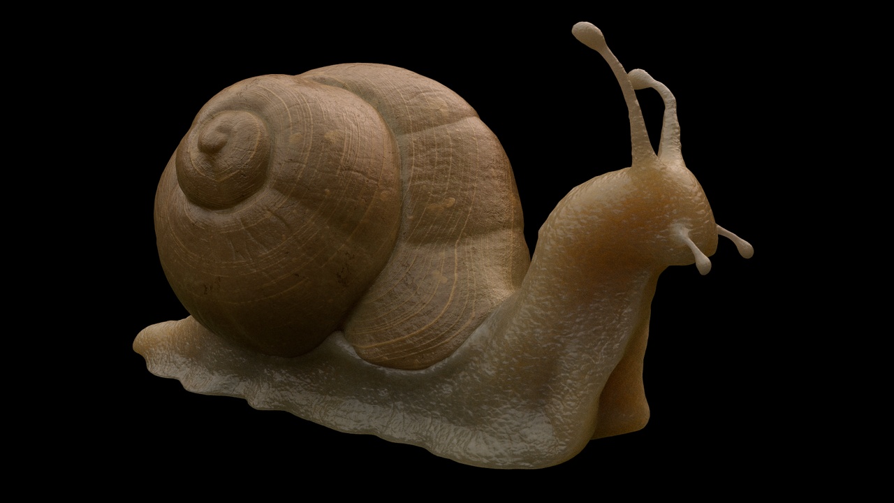Media 1 for listing Snail - Mollusk