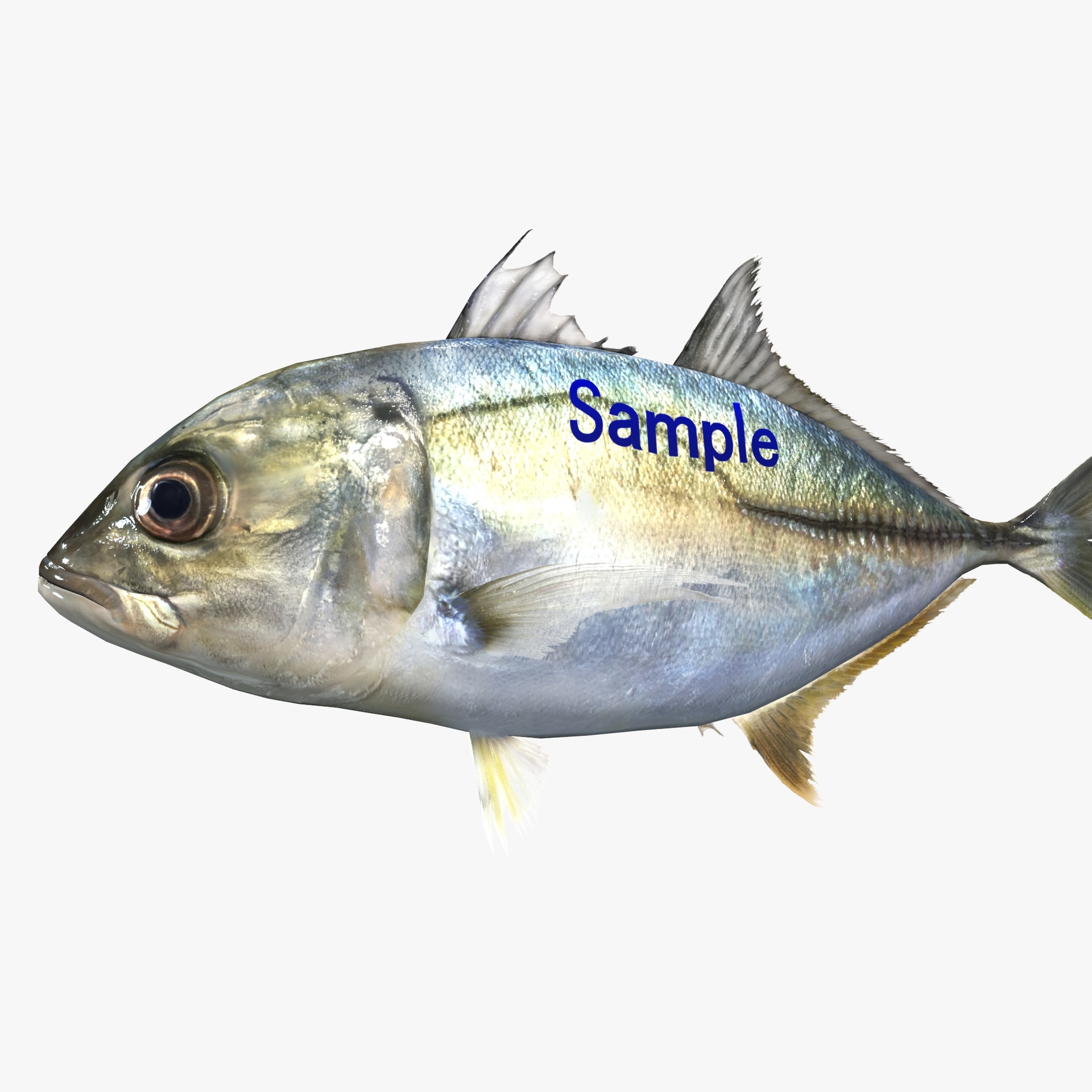 Free Sample Fish 3D Model - MEA AQUA | Fab