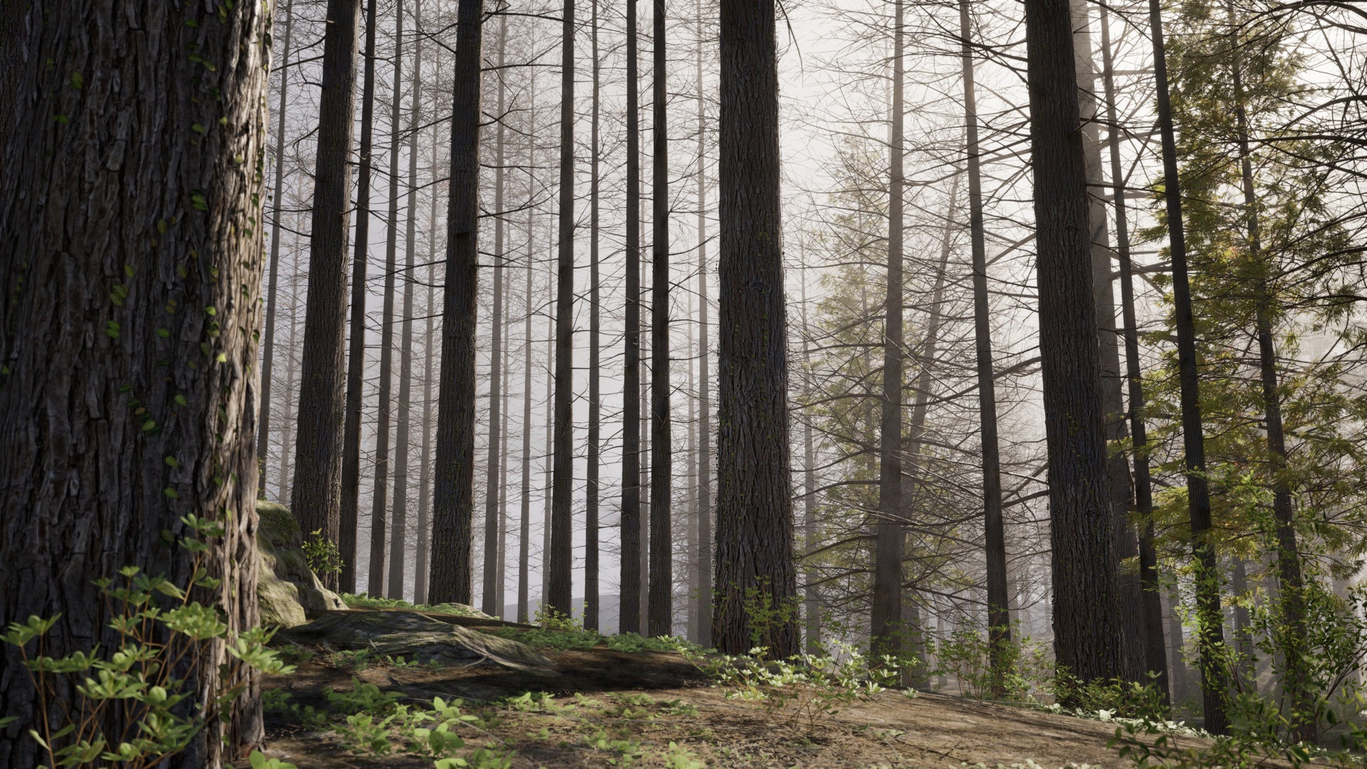 Media 1 for listing YF-Env:LateWinterConiferForest