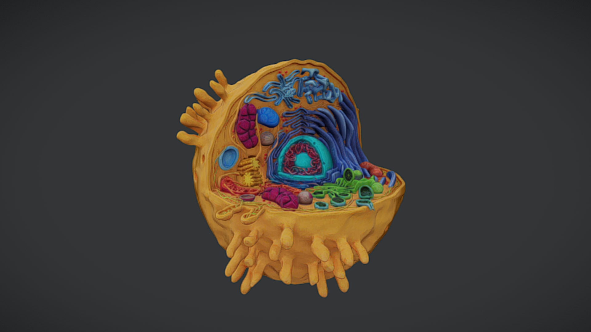 Cell 3d View Animal Cell 3D Model: Complete Biological Structure | Fab