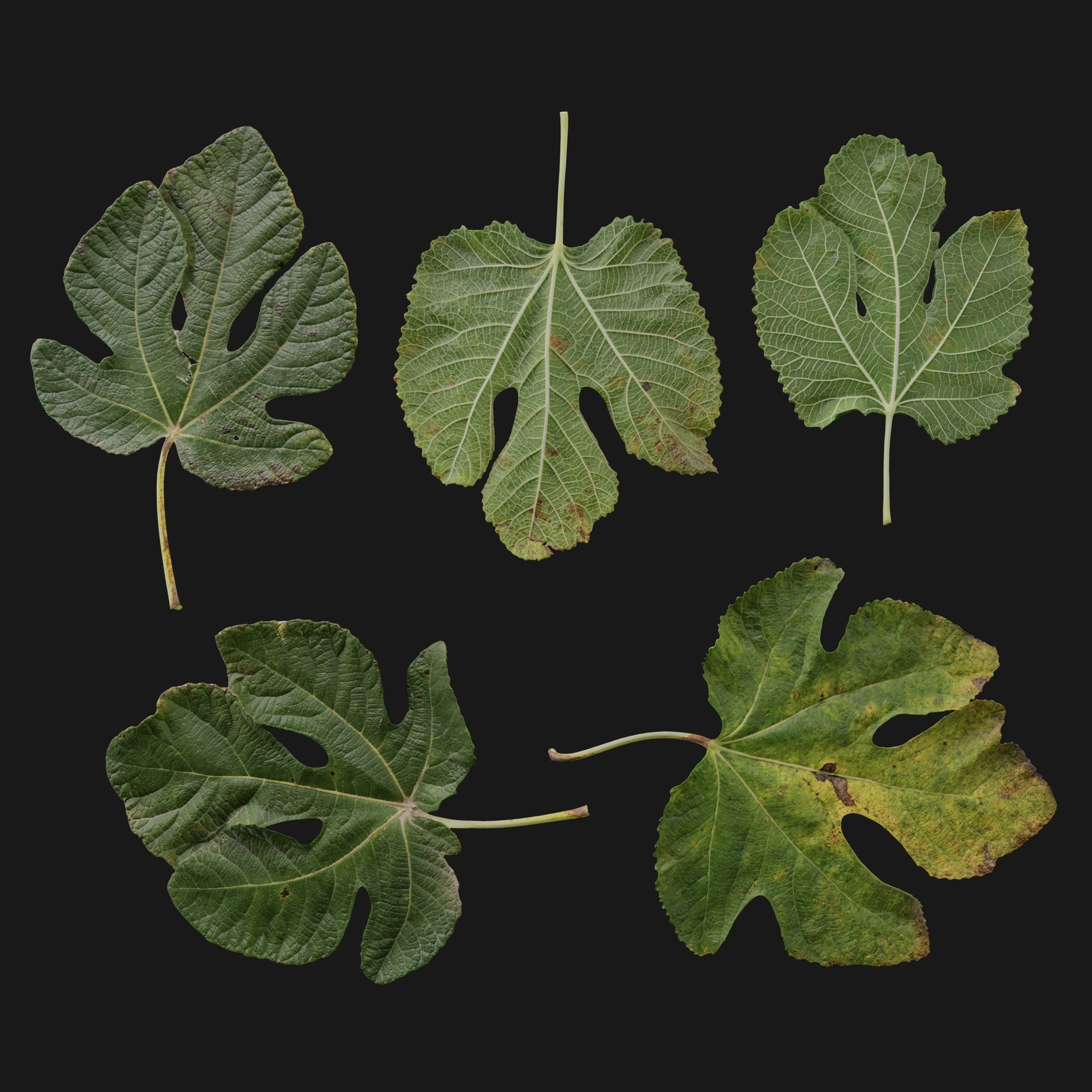 Media 1 for listing Ficus Carica 07