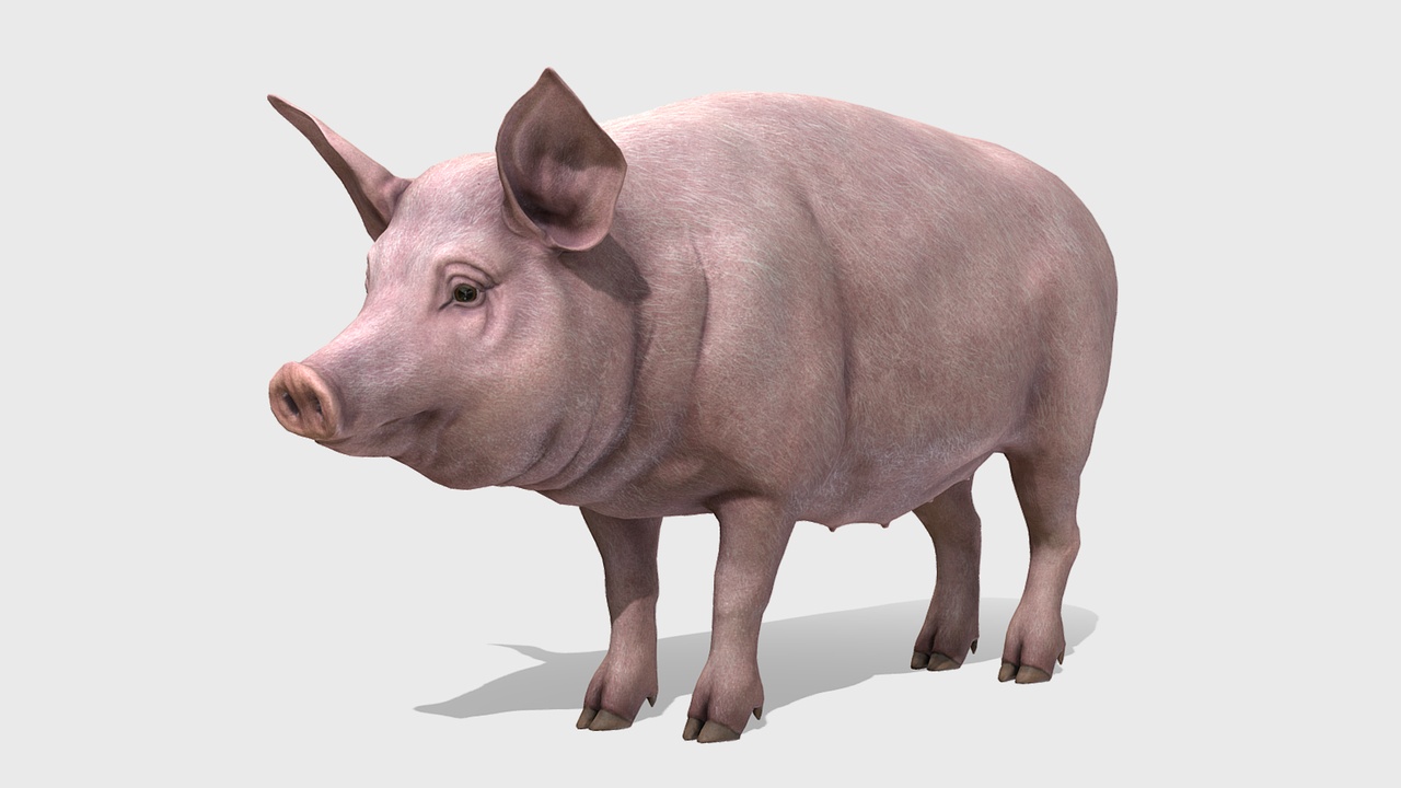 Media 1 for listing Pig Female