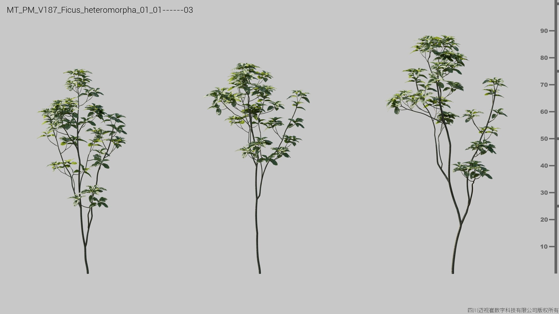 Media 1 for listing V187 Ficus heteromorpha