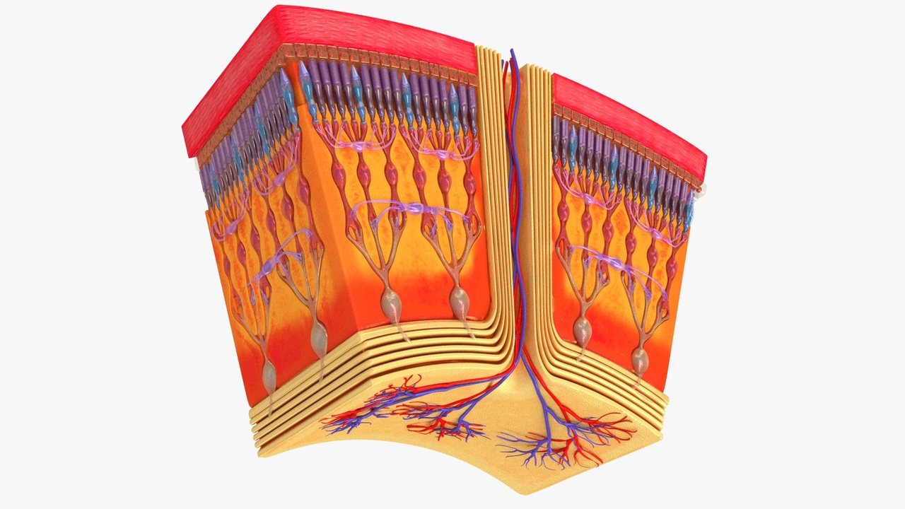 Media 1 for listing Retina Anatomy