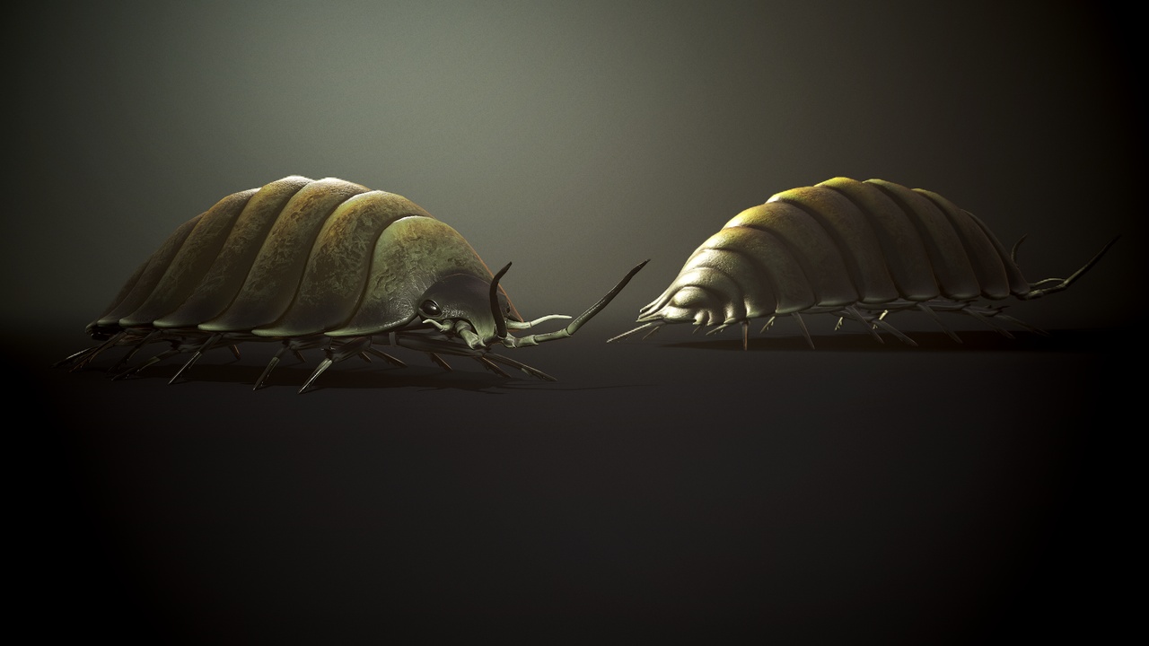 Медиа 1 для объявления Woodlouse insect1