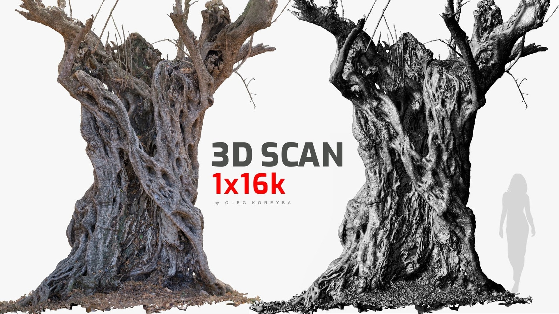 Media 1 for listing Massive Ancient Cracked Olive Tree #4 RAW 3D Scan 2x16k / 1x16k Textures OBJ