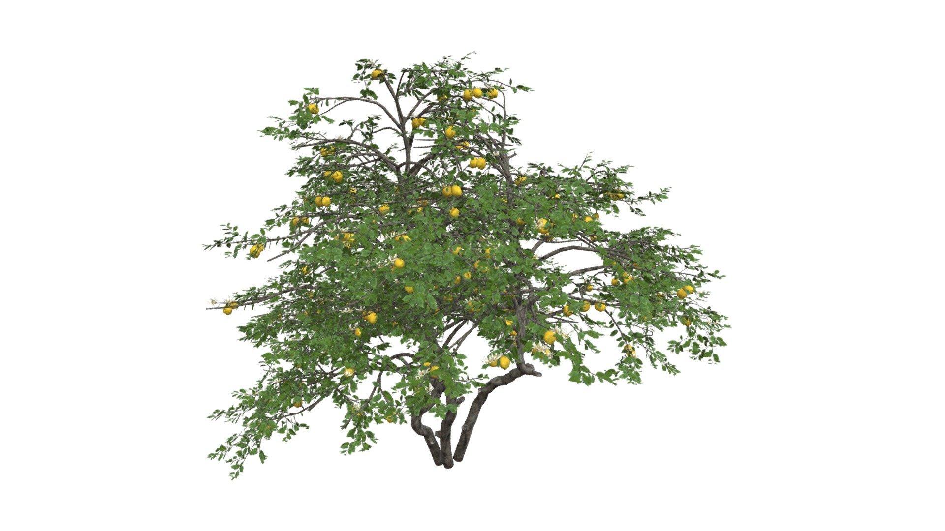 Lemon Tree #07 | Fab