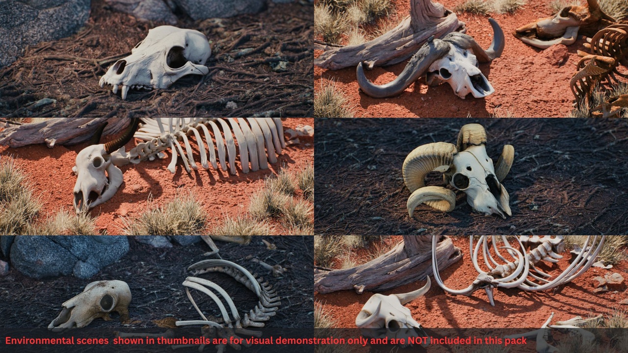 Media 1 for listing 50 Animal Skulls & Bones Megapack