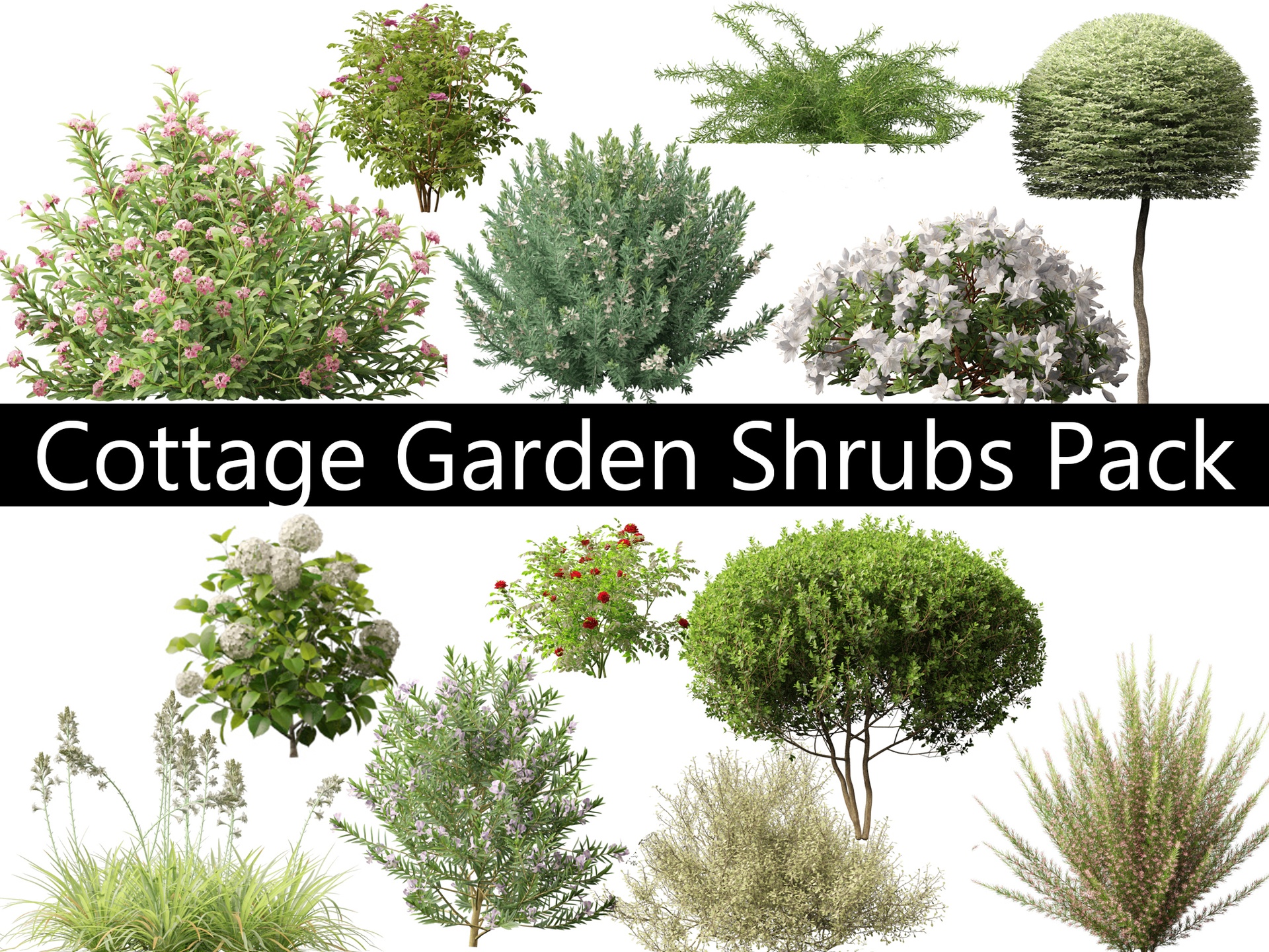 Media 1 for listing Cottage Garden Shrubs Pack 15
