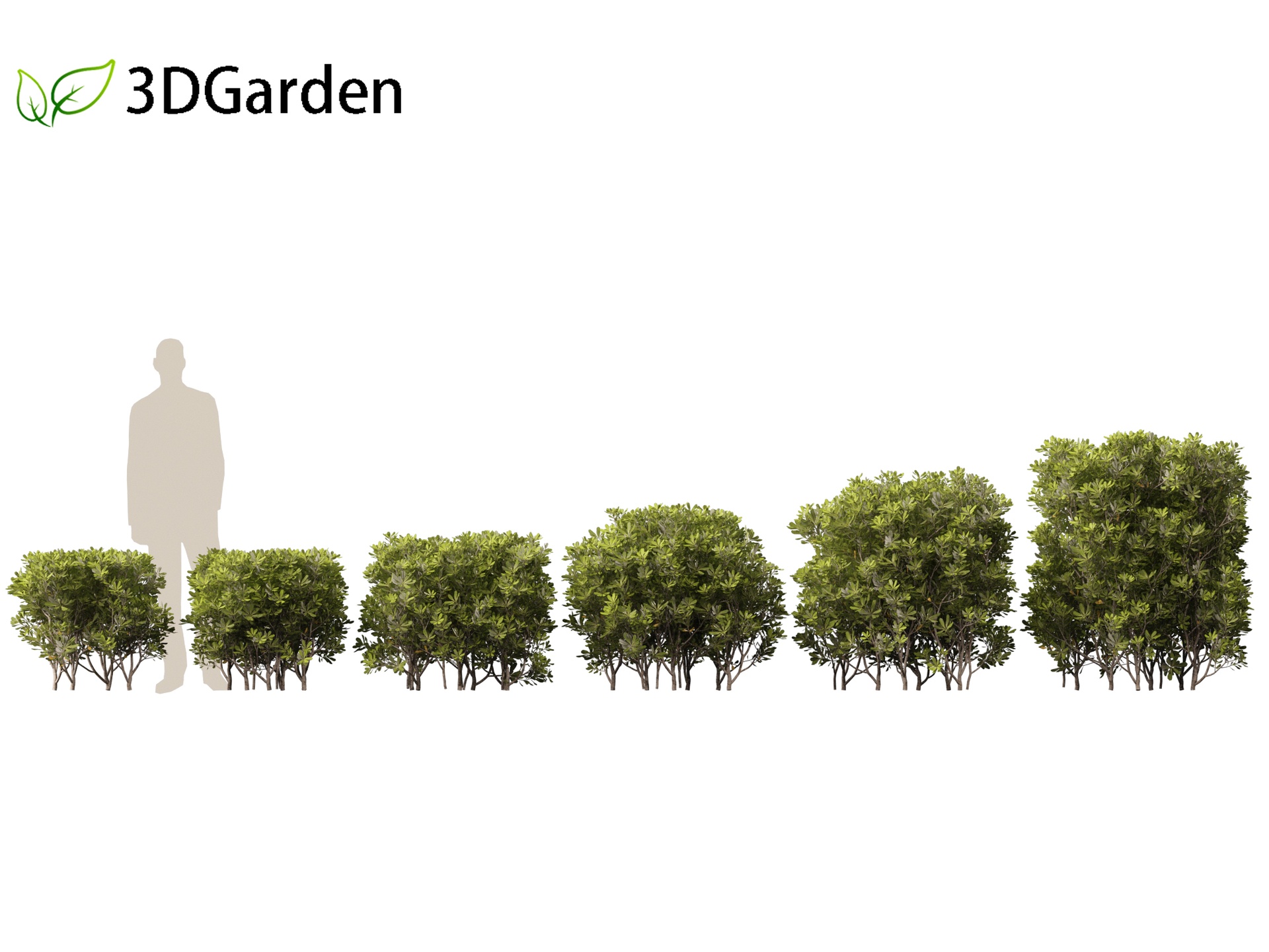 Media 1 for listing Pittosporum tobira - Japanese pittosporum 03