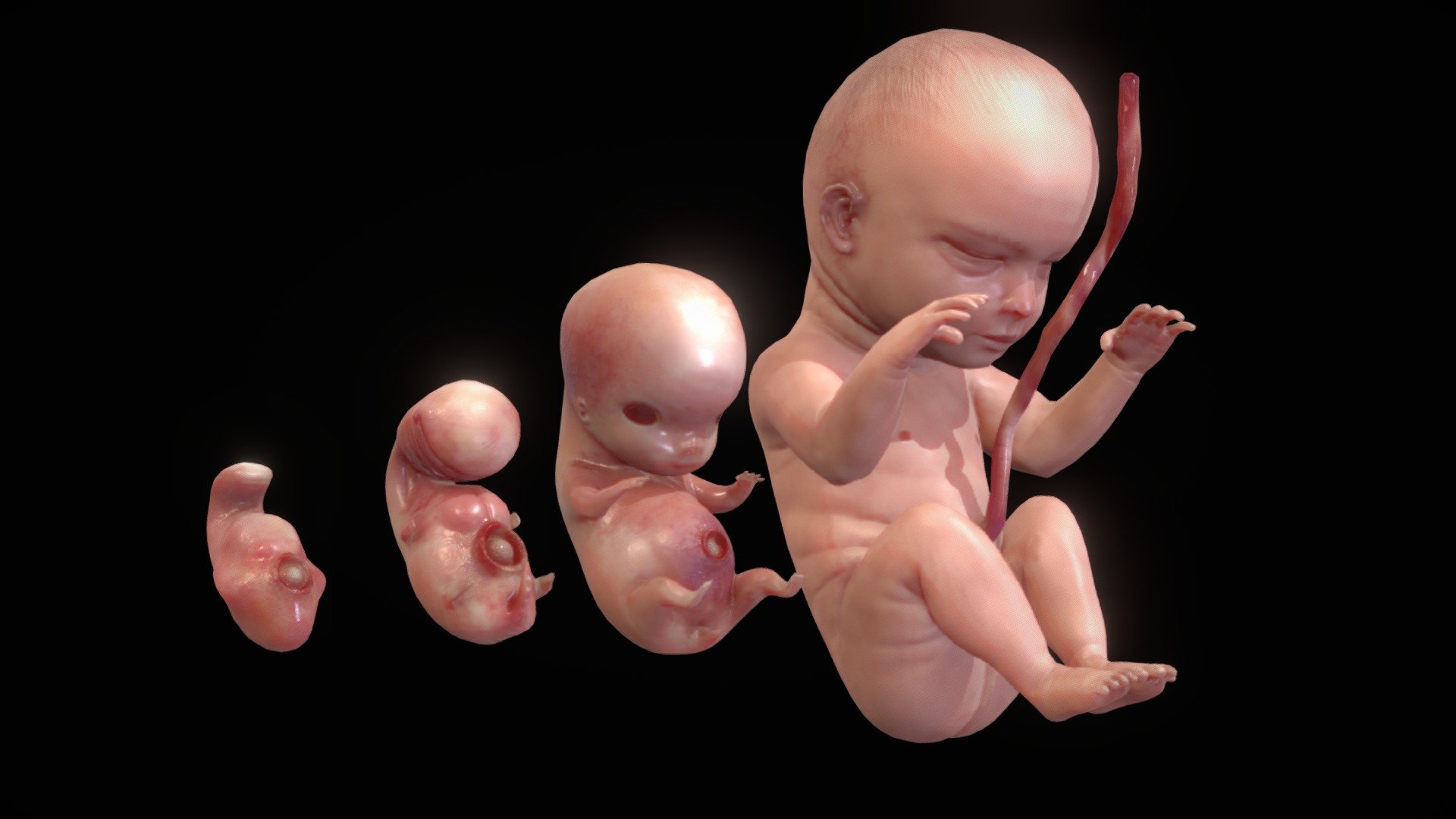 Human Embryo Development