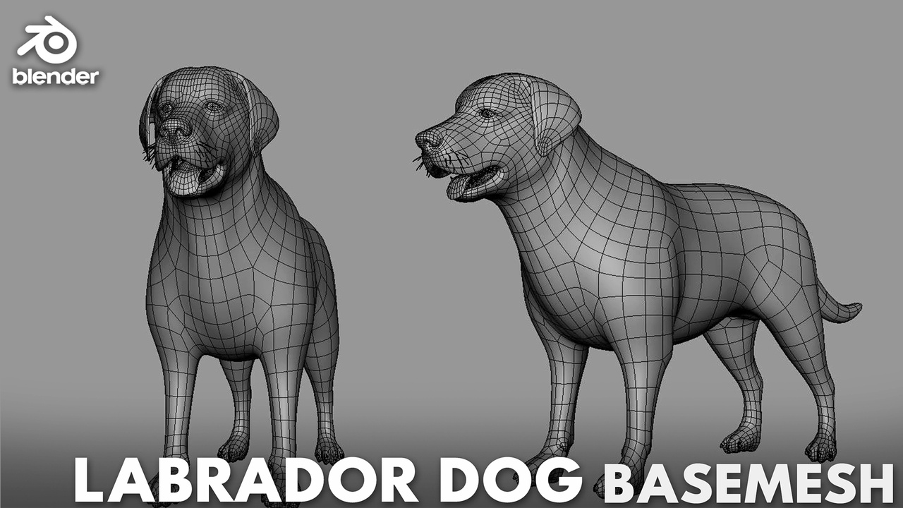 Media 1 for listing Labrador Dog Basemesh - Topology + UV Map